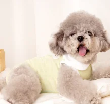 Peter Pan Collar Recovery Dog Shirt wholesale pet apparel SKU 02A118316